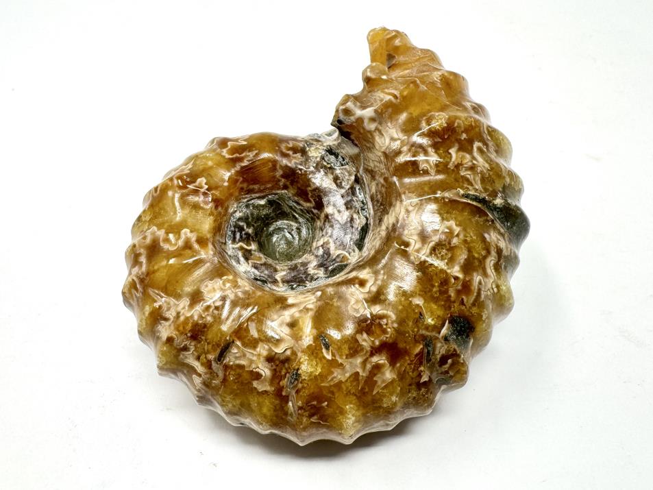 Ammonite Douvilleiceras Polished 7.8cm