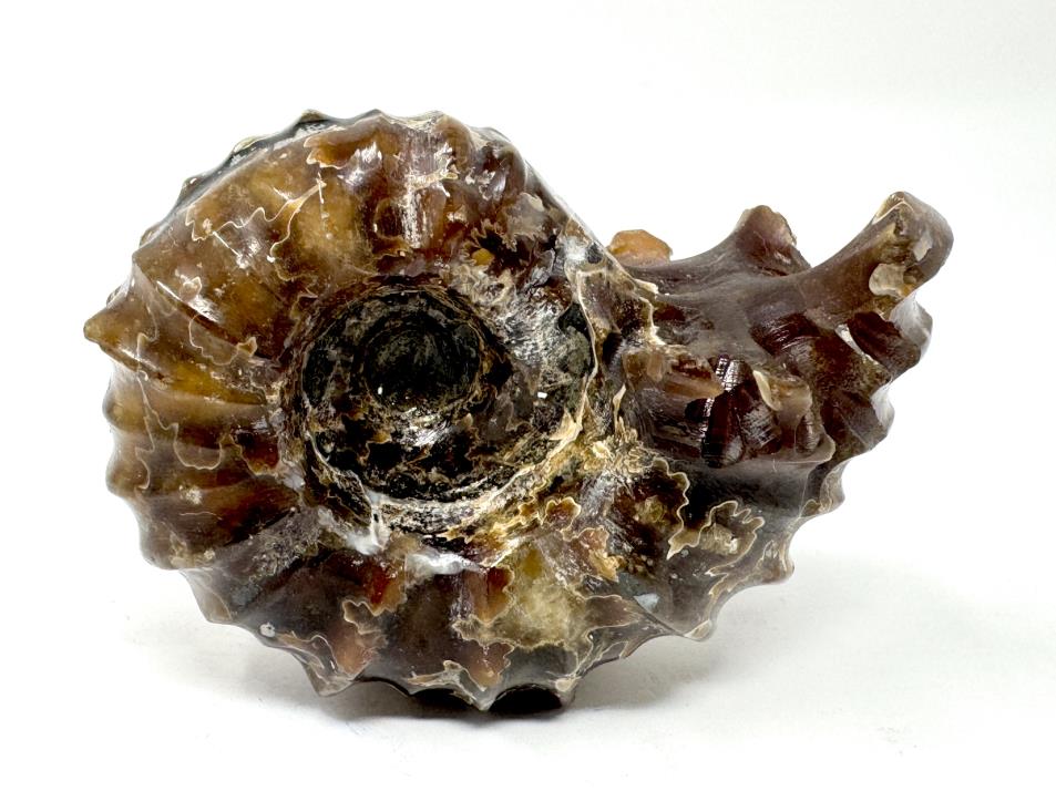 Ammonite Douvilleiceras Polished 6.5cm