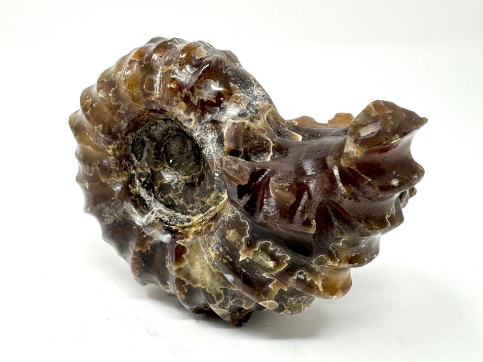 Ammonite Douvilleiceras Polished 6.5cm