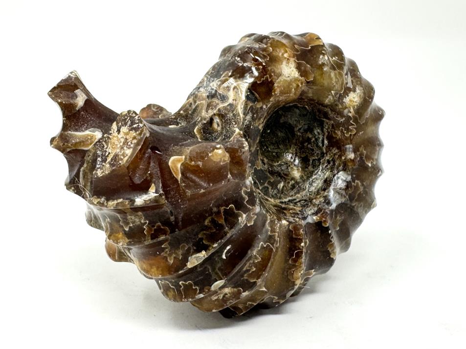 Ammonite Douvilleiceras Polished 6.5cm