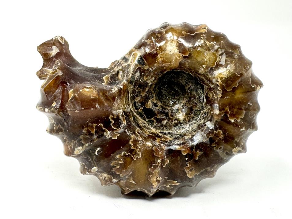 Ammonite Douvilleiceras Polished 6.5cm