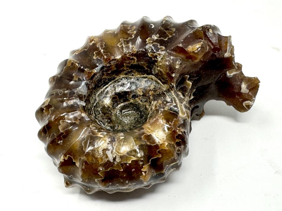 Ammonite Douvilleiceras Polished 6.5cm