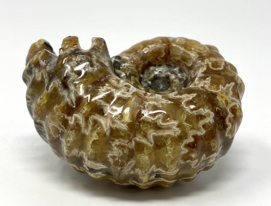 Ammonite Douvilleiceras Polished 6.9cm