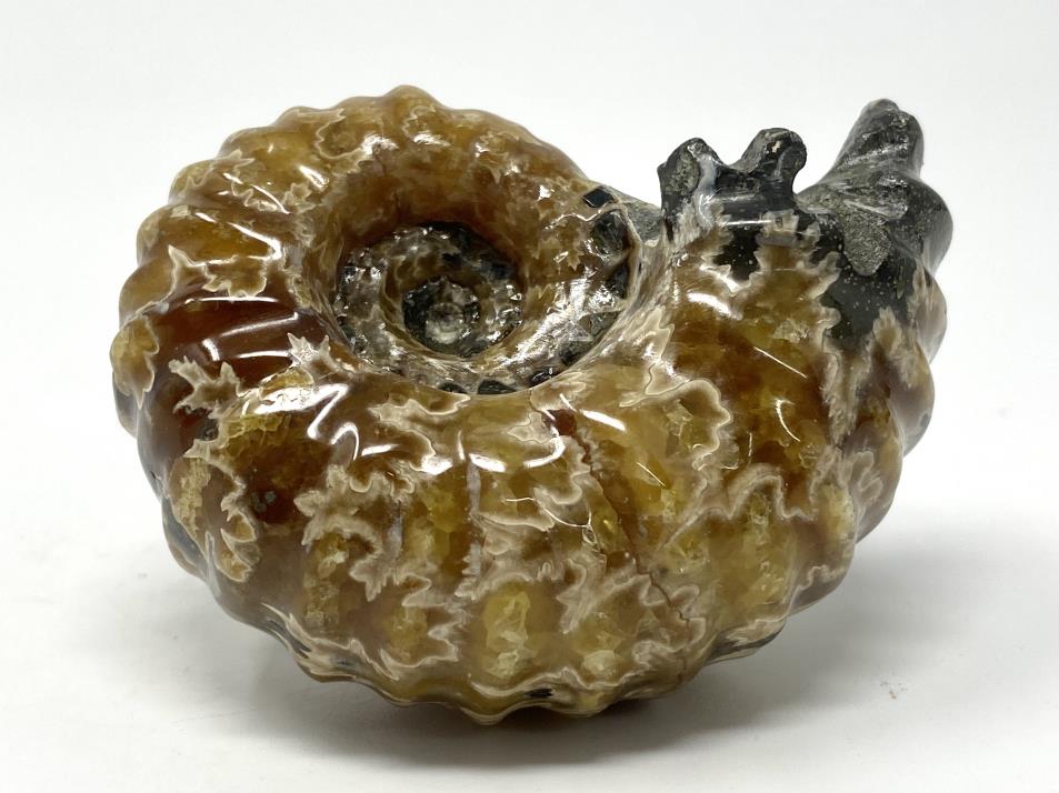 Ammonite Douvilleiceras Polished 6.9cm