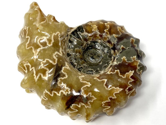 Ammonite Douvilleiceras Polished 7cm