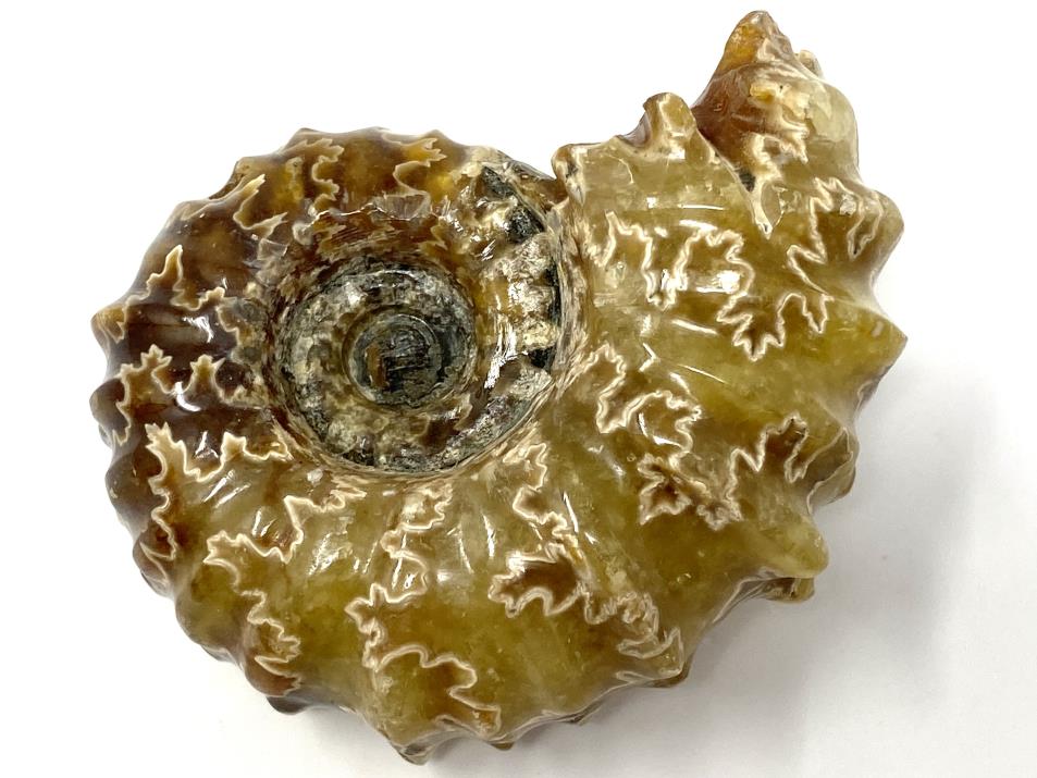 Ammonite Douvilleiceras Polished 7cm