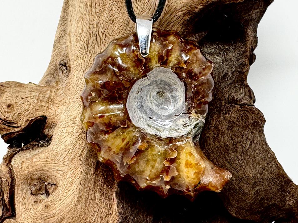 Douvilleiceras Ammonite Pendant 5cm