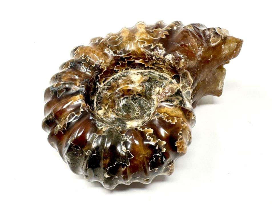 Ammonite Douvilleiceras Polished 8.4cm