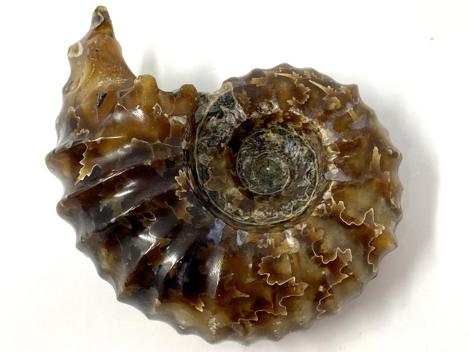 Ammonite Douvilleiceras Polished 7cm