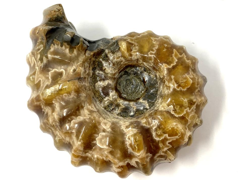 Ammonite Douvilleiceras Polished 6.9cm