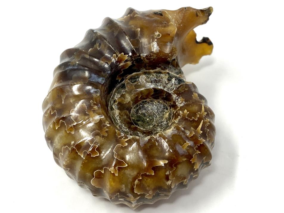 Ammonite Douvilleiceras Polished 7cm