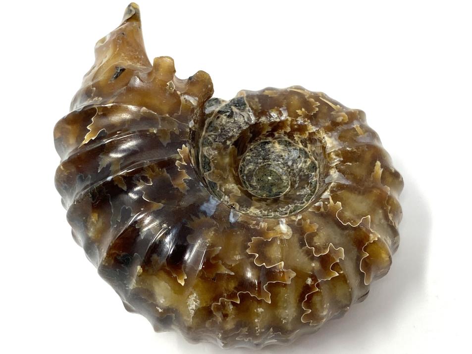 Ammonite Douvilleiceras Polished 7cm