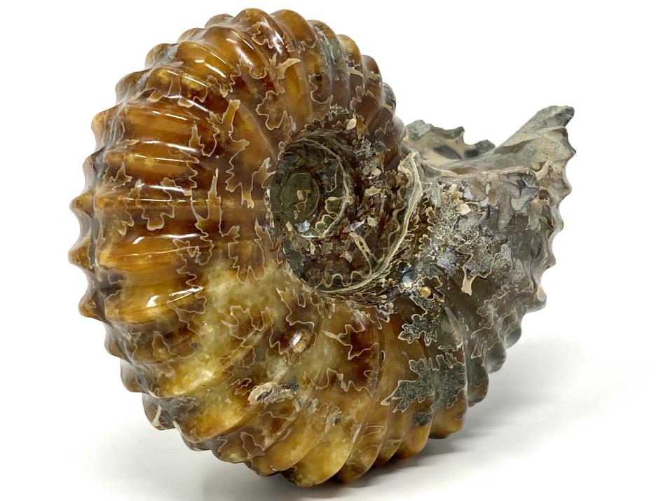 Ammonite Douvilleiceras Polished Large 12.2cm