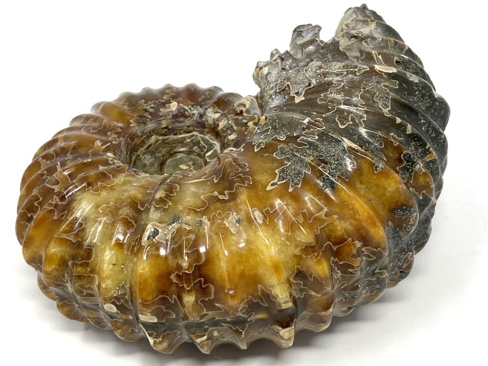 Ammonite Douvilleiceras Polished Large 12.2cm