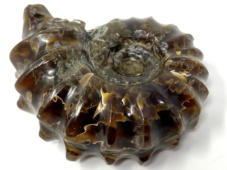 Ammonite Douvilleiceras Polished 5.9cm