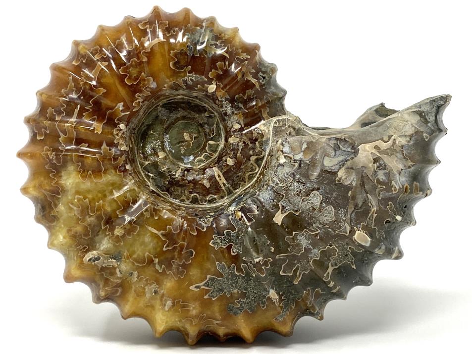 Ammonite Douvilleiceras Polished Large 12.2cm