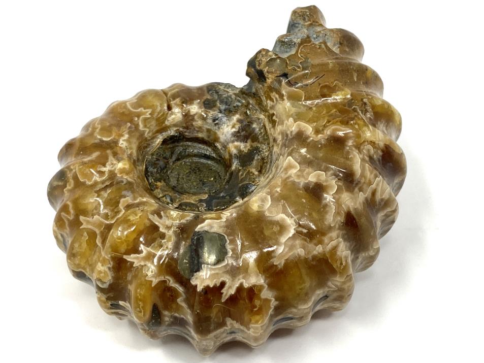 Ammonite Douvilleiceras Polished 6.9cm