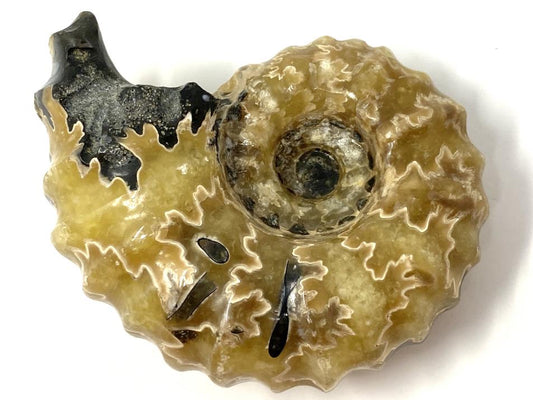 Ammonite Douvilleiceras Polished 6.8cm