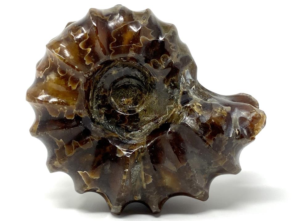 Ammonite Douvilleiceras Polished 5.9cm