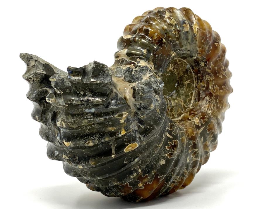 Ammonite Douvilleiceras Polished Large 12.2cm