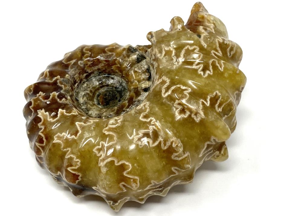 Ammonite Douvilleiceras Polished 7cm