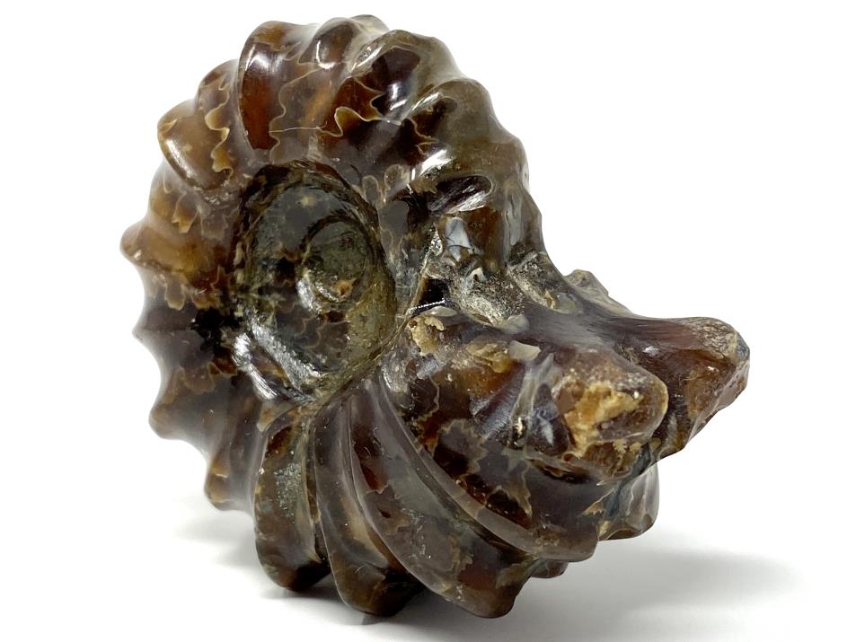 Ammonite Douvilleiceras Polished 5.9cm