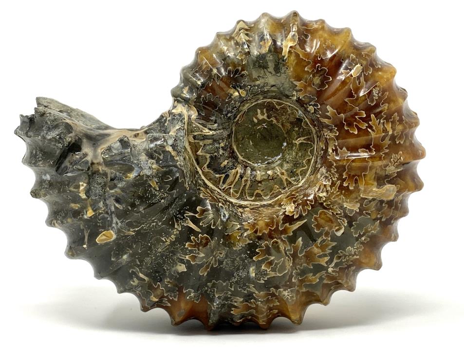 Ammonite Douvilleiceras Polished Large 12.2cm