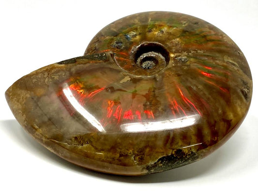 Red Iridescent Ammonite Fossil Large 13.3cm