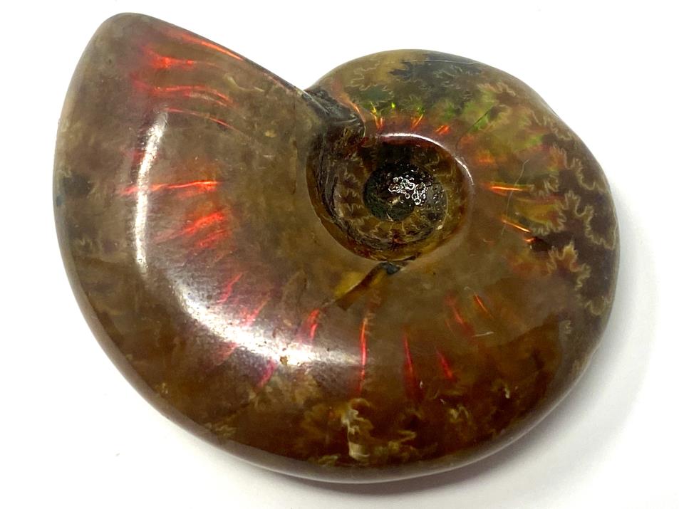 Red Iridescent Ammonite Fossil 3.9cm