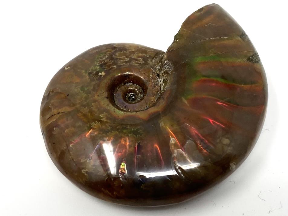 Red Iridescent Ammonite Fossil 5cm