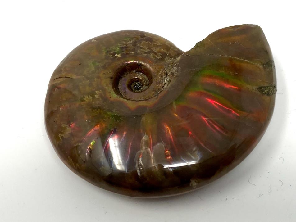 Red Iridescent Ammonite Fossil 5cm