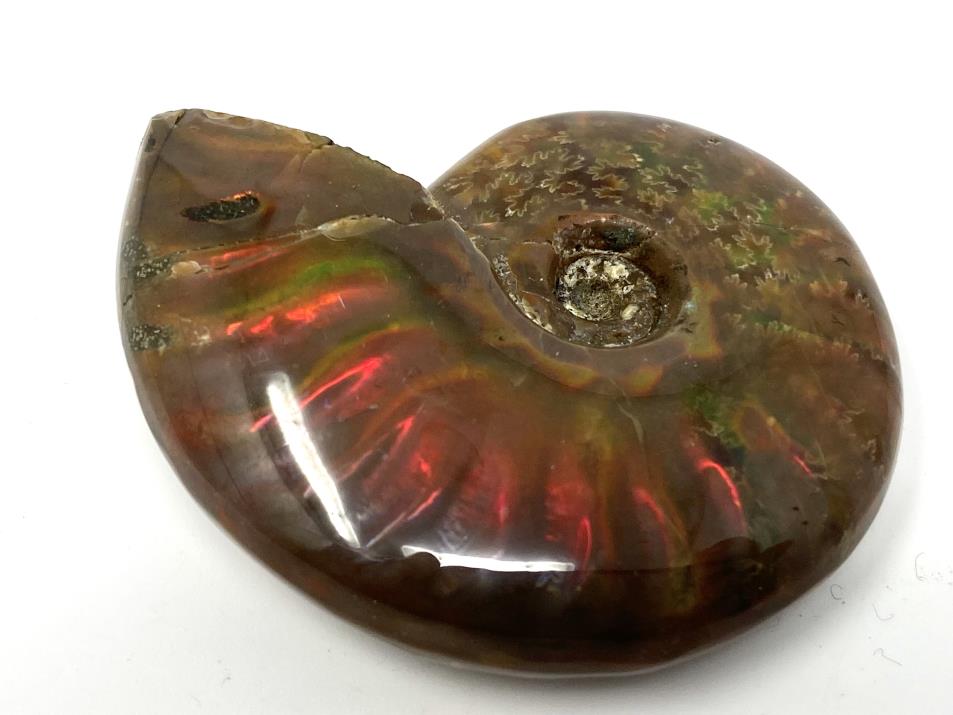 Red Iridescent Ammonite Fossil 5cm