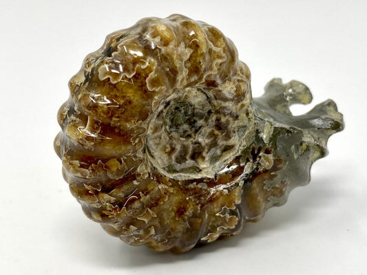 Ammonite Douvilleiceras Polished 6.2cm