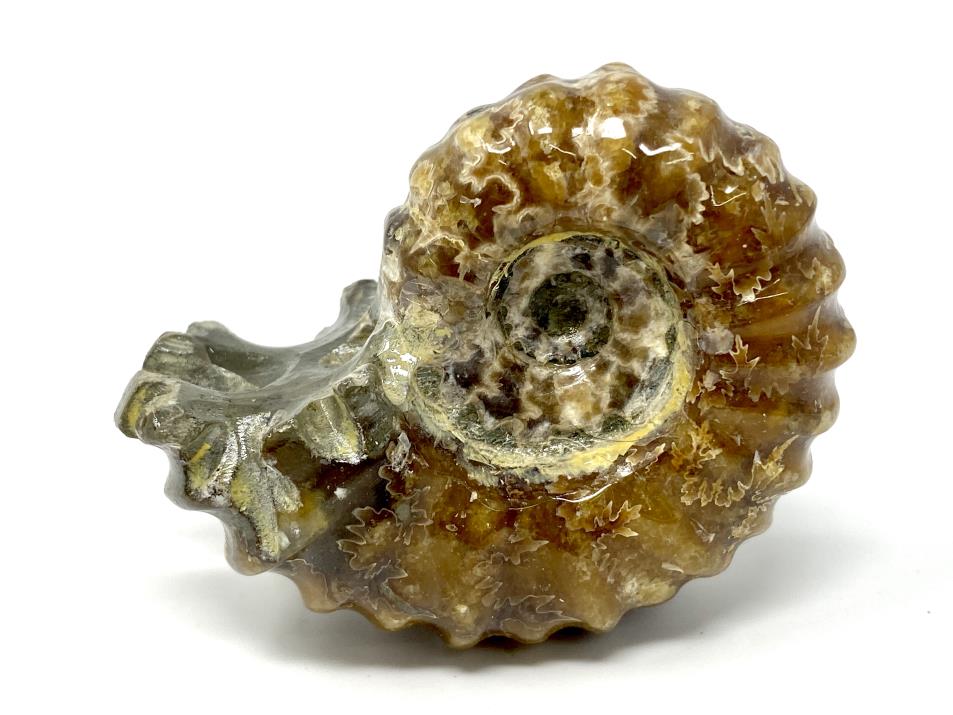 Ammonite Douvilleiceras Polished 6.2cm