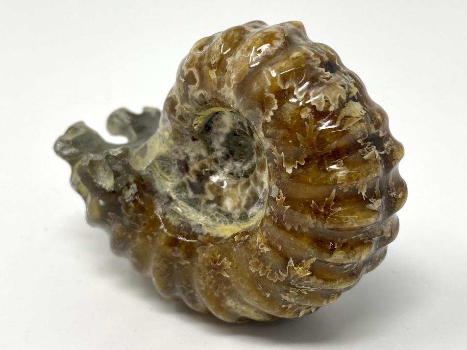 Ammonite Douvilleiceras Polished 6.2cm