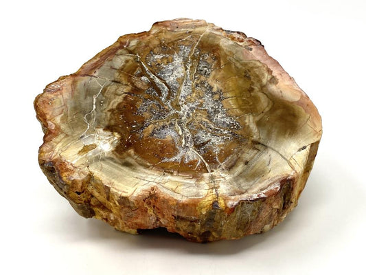 Fossilised Wood Branch End 9.4cm