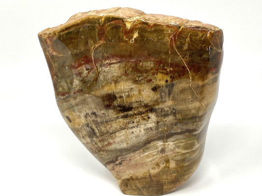 Fossilised Wood Freeform Large 14.3cm