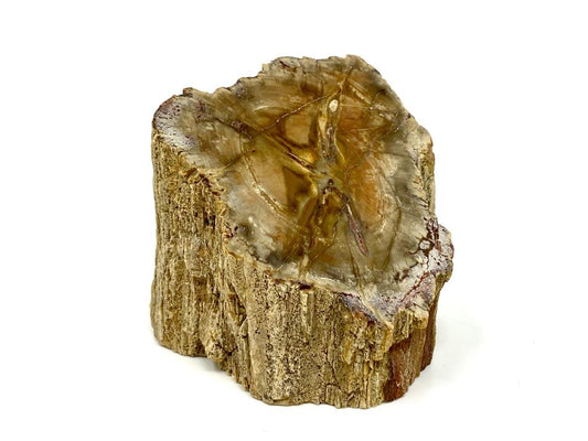 Fossilised Wood Branch Bevel Cut 6.3cm