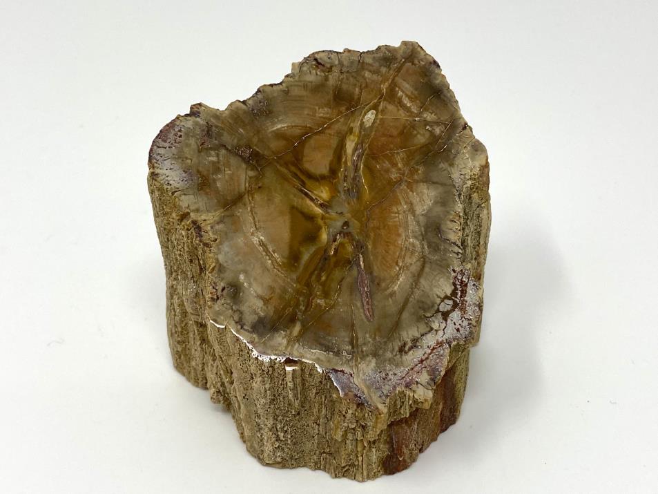 Fossilised Wood Branch Bevel Cut 6.3cm