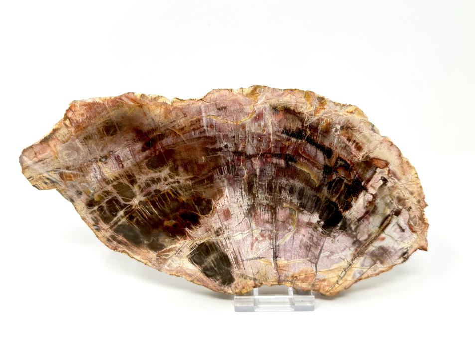 Fossil Wood Slice Large 21cm