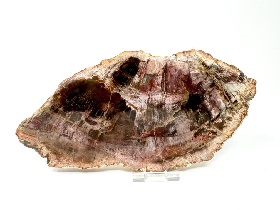 Fossil Wood Slice Large 21cm