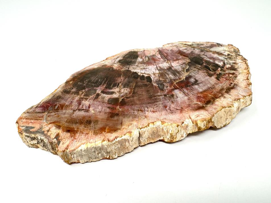 Fossil Wood Slice Large 21cm