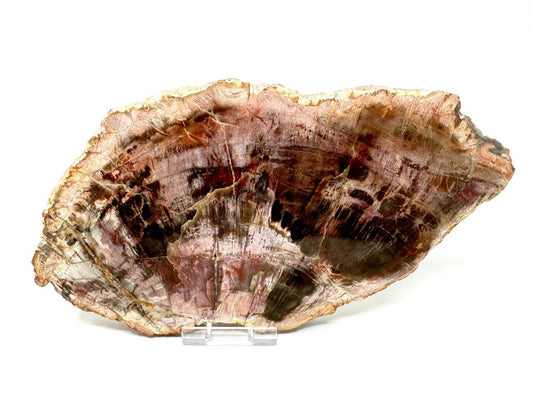 Fossil Wood Slice Large 21cm