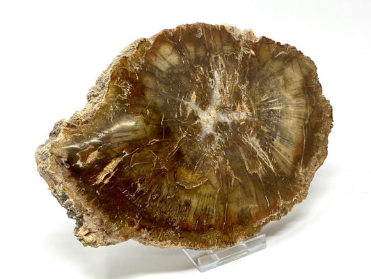 Fossil Wood Slice 16.5cm