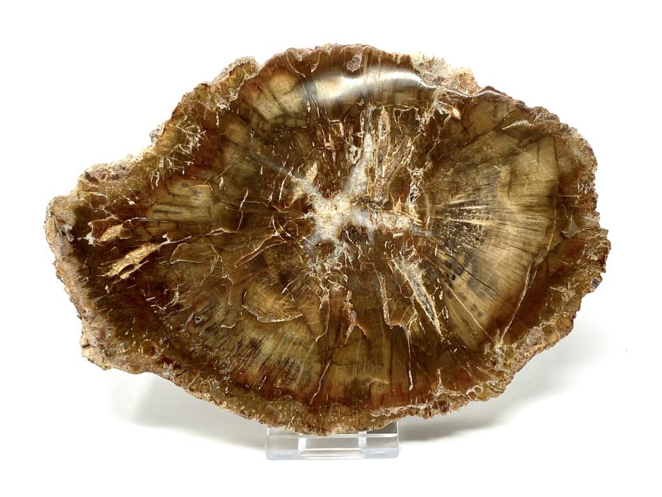 Fossil Wood Slice 16.5cm