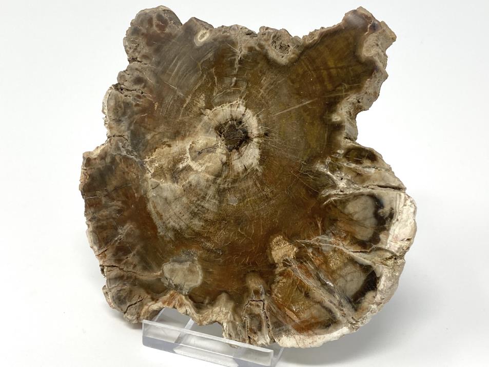 Fossil Wood Slice 10.8cm