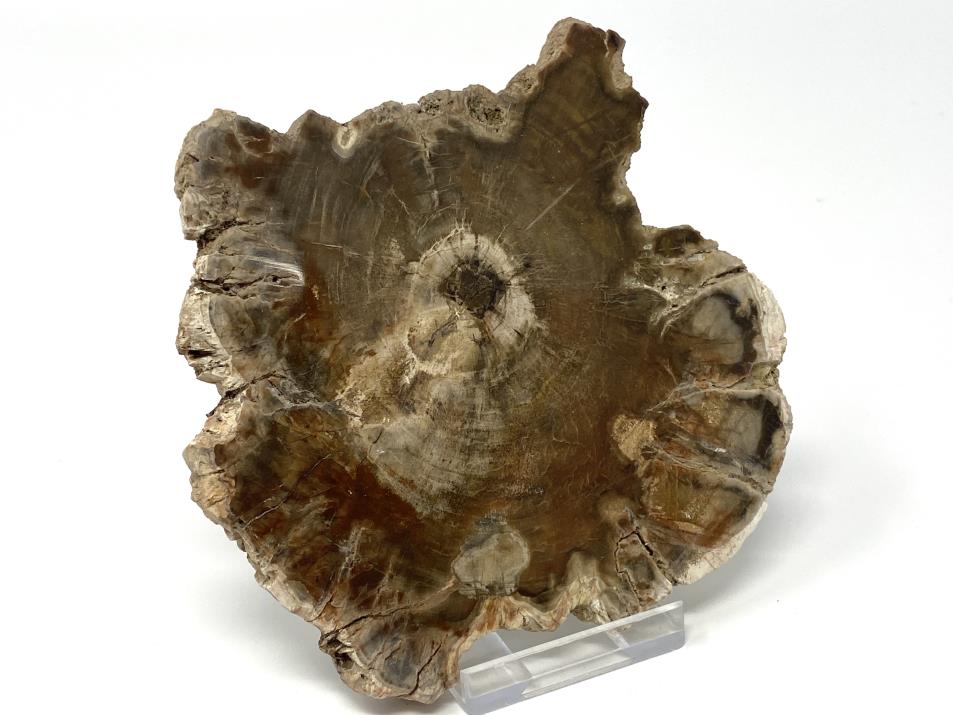 Fossil Wood Slice 10.8cm