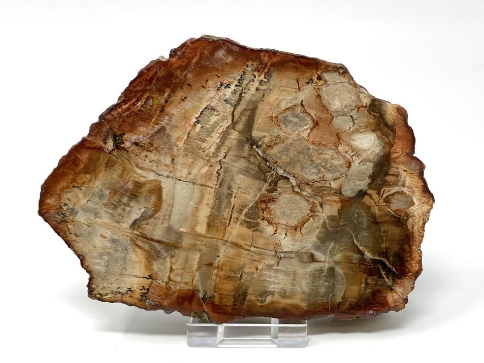 Fossil Wood Slice 13.2cm