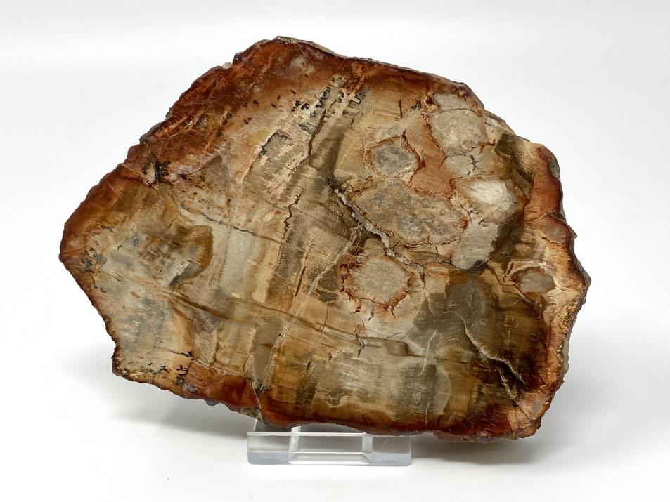 Fossil Wood Slice 13.2cm