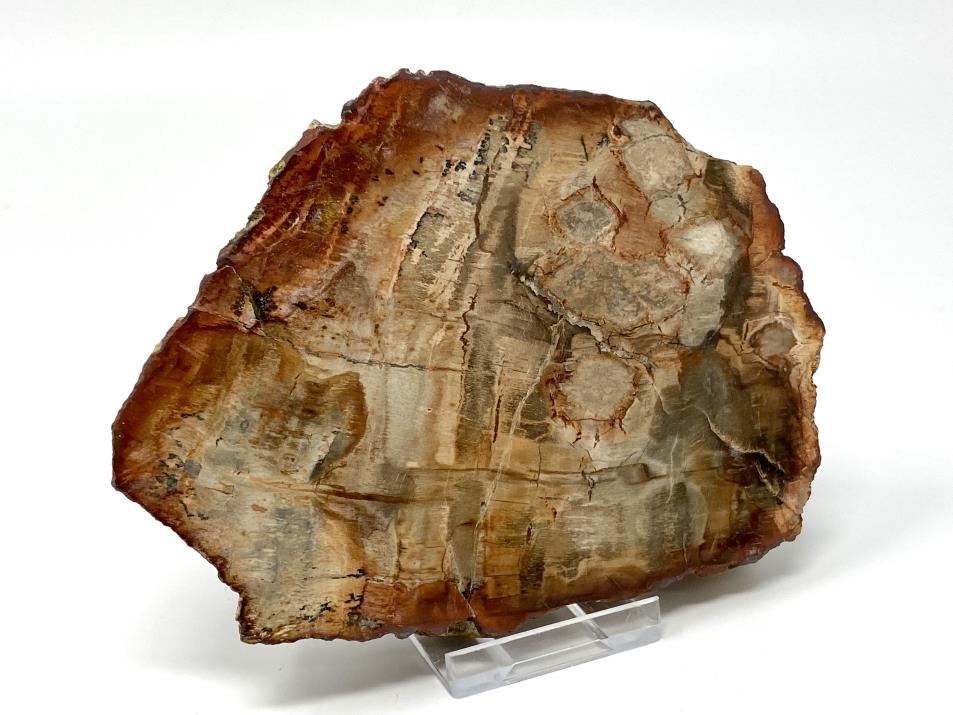 Fossil Wood Slice 13.2cm